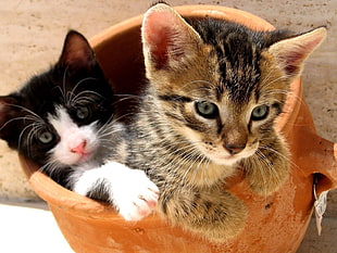 two assorted kittens in brown clay jar HD wallpaper
